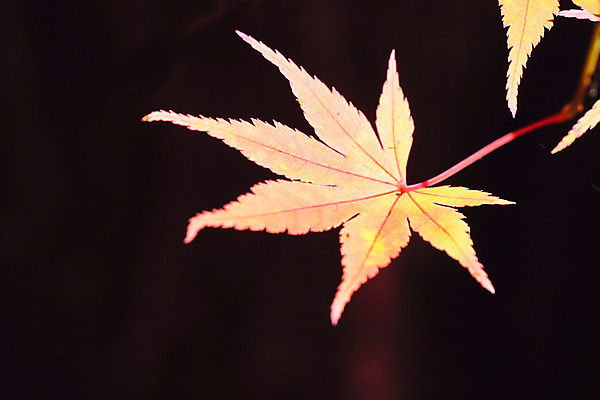 포토 JPG 해외이미지 나무 식물 계절 아시아 백그라운드 단풍 잎 오렌지 자연 사람없음 빨간색 노란색 일본 가을 질감 내추럴 해외202004 해외포토 나라 컬러 과일 생태계 파일형식 이미지허브