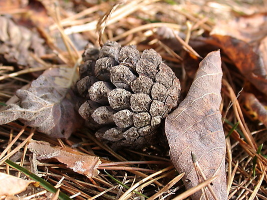포토 JPG 해외이미지 나무 식물 계절 자연 사람없음 가을 숲 원뿔 해외202004 해외포토 도형 생태계 파일형식 이미지허브