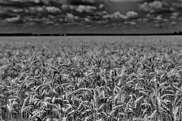 포토 JPG 해외이미지 식물 구름 계절 음식 밭 농업 자연 하늘 건조 건강 씨앗 풍경 사람없음 야외 여름 농작물 햇빛 태양 농장 검은색 수확 성장 흰색 시골 황금 땅 시리얼 밀 밀짚 내추럴 숙성 호밀 해외202004 해외포토 자연요소 산업 컬러 곡류 짚 생태계 파일형식 이미지허브