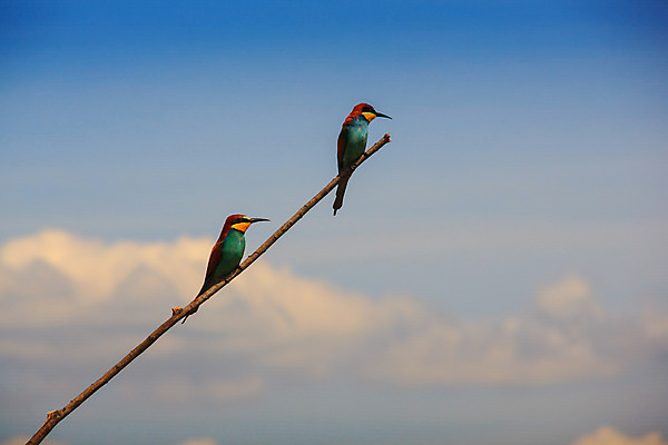 포토 JPG 해외이미지 나무 자연 조류 사람없음 컬러풀 보호구역 해외202004 해외포토 식물 동물 컬러 생태계 구역 파일형식 이미지허브