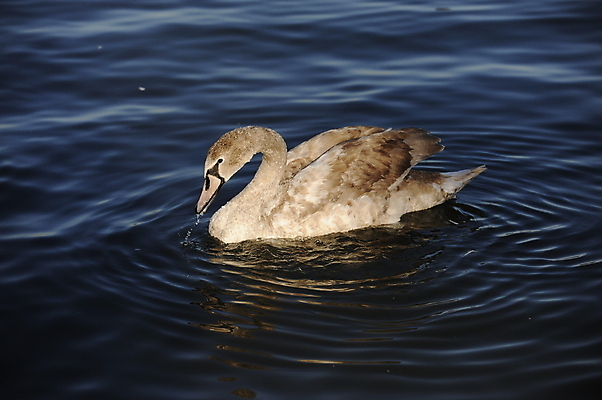 포토 JPG 해외이미지 동물 호수 물결 야생동물 백그라운드 날개 자연 조류 발렌타인데이 사랑 사람없음 야외 물 여름 파란색 빛 강 반사 평화 검은색 수영 침묵 거울 흰색 하트 연못 황무지 우아함 심볼 순수 깃털 부리 백조 장면 목 단아함 해외202004 해외포토 자연요소 모양 계절 감정 컬러 컨셉 데이이벤트 신체부위 소리 수상스포츠 생태계 파일형식 이미지허브