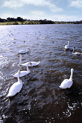 포토 JPG 해외이미지 나무 동물 구름 응시 계절 호수 물결 야생동물 겨울 날개 자연 놀이 조류 하늘 함께함 사람없음 야외 물 파란색 강 반사 수영 침묵 흰색 시골 비행 그룹 우아함 소프트포커스 강가 큼 깃털 부리 백조 목 아일랜드 단아함 수유 웅장함 해외202004 해외포토 자연요소 식물 시선 유럽 컬러 컨셉 촬영기법 신체부위 소리 수상스포츠 크기 생태계 파일형식 이미지허브