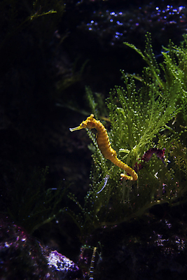 포토 JPG 해외이미지 동물 여행 사람없음 물 관광지 고요 수족관 내추럴 싱가폴 해외202004 해외포토 자연요소 아시아 파일형식 이미지허브