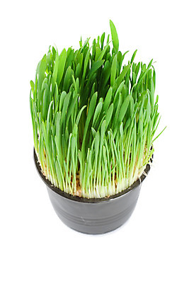 포토 JPG 해외이미지 식물 밭 자연 잔디 사람없음 초록색 고립 해외202004 해외포토 컬러 농업 생태계 파일형식 이미지허브