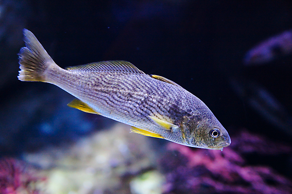 포토 JPG 해외이미지 사람없음 수중 수족관 해외202004 해외포토 파일형식 이미지허브