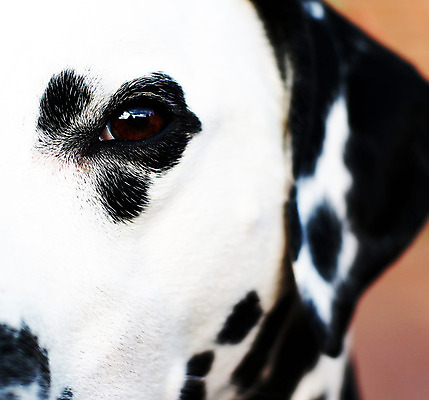 포토 JPG 해외이미지 동물 포유류 사람없음 반려동물 머리 검은색 흰색 점 개 집중 귀 주둥이 경보 기르기 달마시안 해외202004 해외포토 컬러 컨셉 신체부위 돌봄 파일형식 이미지허브