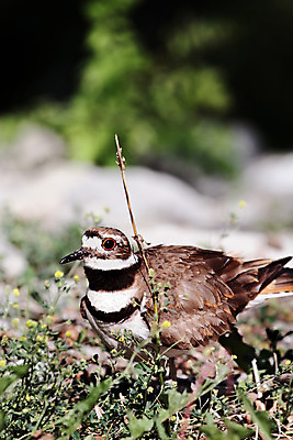 포토 JPG 해외이미지 식물 동물 공원 야생동물 자연 조류 서기 사람없음 야외 옆모습 가로 초록색 갈색 환경 사진촬영 미국 흰색 관찰 깃털 그림 꼬리 부리 북쪽 해외202004 해외포토 공공시설 뷰포인트 컬러 북아메리카 모션 촬영 방향 생태계 파일형식 이미지허브