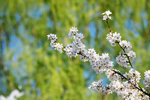 포토 JPG 해외이미지 나무 식물 디자인 계절 꽃잎 꽃 분홍색 백그라운드 컨셉 잎 꽃무늬 자연 새로움 건강 미술 사람없음 초록색 파란색 정원 봄 성장 벚꽃 흰색 나뭇가지 신선 개화 체리 닫기 사과 4월 5월 질감 내추럴 고립 그런지 옛날 해외202004 해외포토 컬러 무늬 과일 모션 문화예술 날짜 생태계 파일형식 이미지허브