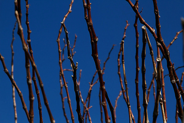 포토 JPG 해외이미지 하늘색 백그라운드 자연 하늘 추상 사람없음 목재 세로 파란색 갈색 나뭇가지 관목 해외202004 해외포토 나무 컬러 무늬 재료 생태계 파일형식 이미지허브