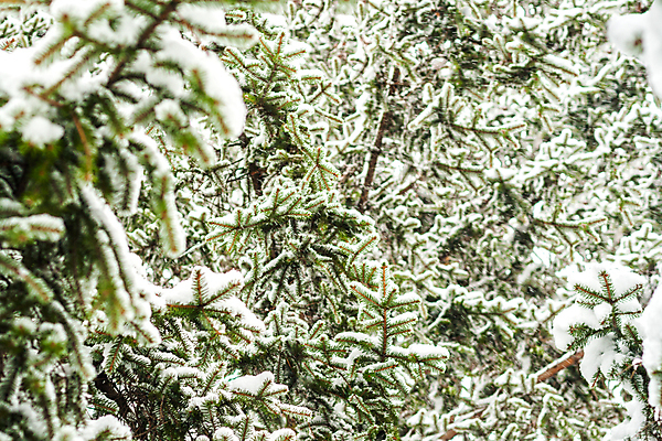 포토 JPG 해외이미지 나무 식물 전통 계절 백그라운드 크리스마스 겨울 자연 휴가 새로움 사람없음 야외 장식 초록색 추위 흰색 나뭇가지 축하 신선 소나무 떨어짐 숲 12월 심볼 서리 상록수 침엽수 전나무 내추럴 폭설 눈내림 가문비나무 해외202004 해외포토 기념일 컬러 컨셉 눈_날씨 날짜 자연재해 생태계 파일형식 이미지허브