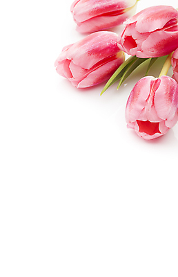 포토 JPG 해외이미지 식물 계절 꽃잎 꽃 분홍색 꽃다발 백그라운드 잎 꽃무늬 자연 부활절 사람없음 목재 초록색 머리 봄 튤립 벚꽃 다발 해외202004 해외포토 나무 기념일 컬러 무늬 재료 신체부위 생태계 파일형식 이미지허브