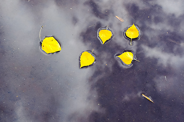 포토 JPG 해외이미지 식물 구름 계절 공원 꽃 잎 패턴 밭 일러스트 자연 하늘 사람없음 초록색 물 여름 파란색 태양 노란색 봄 벚꽃 가을 흰색 웅덩이 자작나무 해외202004 해외포토 자연요소 나무 공공시설 컬러 무늬 농업 생태계 파일형식 이미지허브