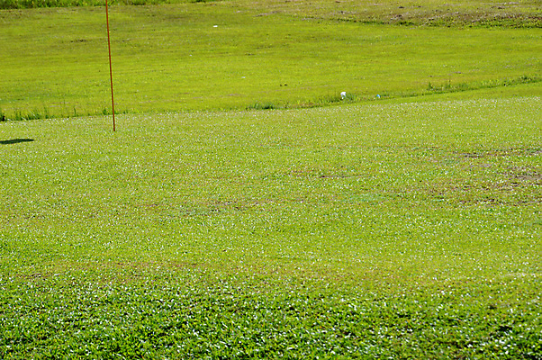 포토 JPG 해외이미지 나무 라이프스타일 스포츠 백그라운드 밭 골프 공 자연 놀이 하늘 휴가 풍경 잔디 취미 사람없음 야외 초록색 여름 운동 태양 일몰 경쟁 장비 게임 깃발 구멍 골퍼 강의 은퇴 클럽 올가미 내추럴 골프티 페어웨이 플레이어 해외202004 해외포토 자연요소 식물 계절 컬러 컨셉 농업 운동선수 골프용품 건강 생활 구기 노을 생태계 파일형식 이미지허브