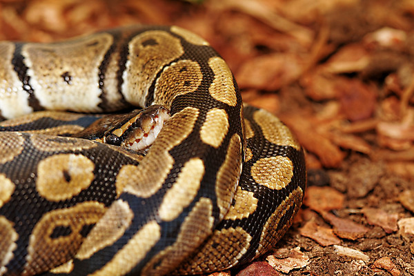 포토 JPG 해외이미지 동물 응시 야생동물 백그라운드 곡선 공 파충류 자연 종류 사람없음 반려동물 노란색 우주 흰색 뱀 위험 눈금 생물학 멸종 기어가기 나쁜 이국적 해외202004 해외포토 시선 교육 선 컬러 컨셉 모션 생태계 파일형식 이미지허브