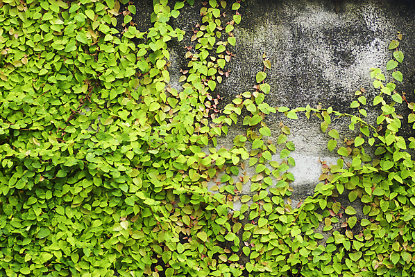 포토 JPG 해외이미지 나무 식물 디자인 공원 꽃 종이 벽 백그라운드 잎 꽃무늬 패턴 건축양식 자연 유리 벽지 추상 프레임 미술 사람없음 야외 내부 건물 그래픽 장식 빨간색 초록색 컴퓨터 컬러풀 갈색 우주 정원 검은색 봄 수확 골동품 흰색 황금 질감 복고 리빙 내추럴 그런지 옛날 해외202004 해외포토 건축물 계절 공공시설 건축 컬러 무늬 농업 재질 문화예술 전자제품 생태계 파일형식 이미지허브