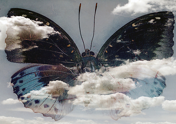 포토 JPG 해외이미지 디자인 실루엣 종이 나비 곤충 백그라운드 컨셉 패턴 날개 벽지 추상 잉크 창조 미술 사람없음 빨간색 파란색 갈색 페인트 손상 수확 골동품 가을 얼룩 거친 화려 스케치 문신 질감 복고 캔버스 스크래치 시들음 그런지 옛날 스타일 해외202004 해외포토 동물 계절 컬러 무늬 농업 문화예술 촬영기법 파일형식 이미지허브