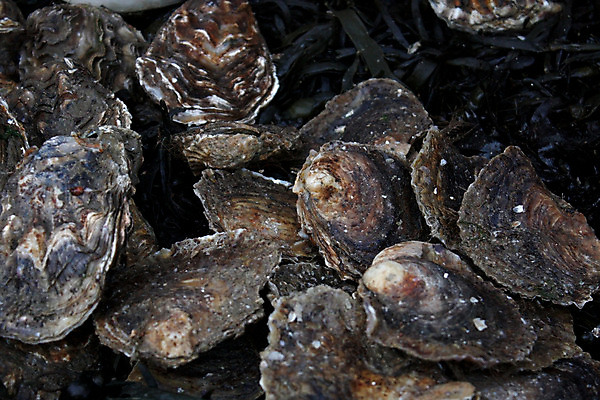 포토 JPG 해외이미지 접시 음식 바다 과일 조개 건강 어류 사람없음 파티 식당 식사 껍질 굴 신선 시장 먹이 먹기 메뉴 소금 영양분 오메가 해외202004 해외포토 식기 모션 어패류 이벤트 상점 수중동물 파일형식 이미지허브