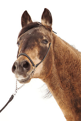 포토 JPG 해외이미지 동물 남자 자연 사람없음 갈색 머리 금속 흰색 승마 황금 러시아 갈기 고립 굴레 기르기 해외202004 해외포토 유럽 스포츠 컬러 재질 사람 신체부위 생태계 돌봄 파일형식 이미지허브