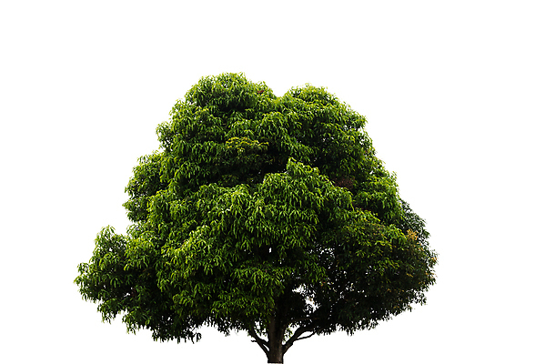 포토 JPG 해외이미지 나무 식물 계절 백그라운드 낙엽 잎 자연 사람없음 야외 목재 초록색 환경 봄 흰색 사과 숲 큼 싱글 내추럴 고립 해외202004 해외포토 컬러 과일 재료 크기 생태계 파일형식 이미지허브