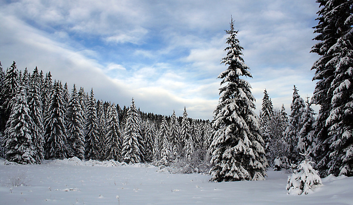 포토 JPG 해외이미지 나무 크리스마스 겨울 자연 독일 풍경 사람없음 목재 태양 반사 냉동 꿈 추위 흰색 시골 개울 숲 담요 즐거움 지역 온도 침엽수 전나무 완벽 제설기 가문비나무 해외202004 해외포토 자연요소 식물 계절 기념일 감정 유럽 컬러 컨셉 재료 강 생태계 제설 파일형식 이미지허브