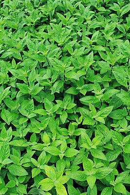 포토 JPG 해외이미지 식물 템플릿 백그라운드 잎 패턴 사람없음 초록색 빛 봄 작음 유기농 질감 내추럴 인공 많음 해외202004 해외포토 웰빙 계절 컬러 컨셉 무늬 크기 파일형식 이미지허브