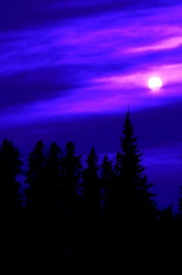 포토 JPG 해외이미지 나무 구름 공원 지구 백그라운드 자연 하늘 풍경 사람없음 야외 컬러풀 평화 환경 보라색 어둠 추위 달 나뭇가지 시골 신선 황무지 보호 야간 저녁 숲 큼 가득함 장면 폭풍 내추럴 감탄 웅장함 폭풍우 힘찬 해외202004 해외포토 자연요소 식물 공공시설 컬러 컨셉 날씨 비_날씨 크기 자연재해 생태계 파일형식 이미지허브