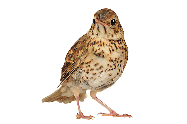 포토 JPG 해외이미지 동물 응시 야생동물 백그라운드 날개 노래 자연 조류 생물 서기 사람없음 여름 갈색 정원 흰색 얼룩 황무지 닫기 보호 작음 깃털 꼬리 부리 남쪽 내추럴 고립 발톱 생태학 해외202004 해외포토 시선 계절 교육 음악 컬러 컨셉 모션 발 크기 방향 생태계 파일형식 이미지허브