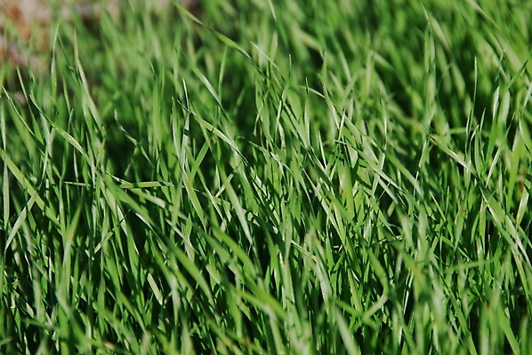 포토 JPG 해외이미지 식물 스포츠 백그라운드 밭 골프 자연 놀이 잔디 사람없음 가로 초록색 성장 신선 칼날 보호 강의 땅 자르기 질감 조경 지역 해외202004 해외포토 컬러 컨셉 농업 모션 구기 생태계 파일형식 이미지허브