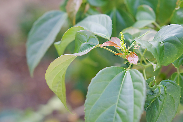 포토 JPG 해외이미지 나무 식물 음식 잎 농업 과일 재료 자연 건강 사람없음 초록색 컬러풀 갈색 정원 신선 그룹 달콤 맛 유기농 내추럴 해외202004 해외포토 웰빙 산업 컬러 컨셉 생태계 파일형식 이미지허브