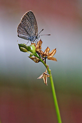 포토 JPG 해외이미지 꽃 유럽 야생동물 분홍색 나비 곤충 백그라운드 꽃무늬 신체 날개 태국 자연 날리기 추상 안테나 앉기 풍경 사람없음 야외 초록색 여름 빛 컬러풀 햇빛 머리 환경 맑음 봄 활발 생물학 꽃가루 꿀 취급주의 해외202004 해외포토 식물 동물 계절 교육 나라 아시아 컬러 컨셉 무늬 통신 모션 날씨 경고 신체부위 태양 가루 생태계 파일형식 이미지허브
