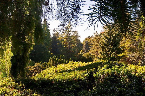 포토 JPG 해외이미지 나무 식물 계절 공원 잎 풍경 사람없음 야외 여름 정원 일본 미국 관목 일반 시애틀 해외202004 해외포토 공공시설 아시아 북아메리카 파일형식 이미지허브
