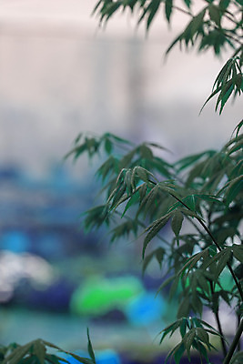 포토 JPG 해외이미지 나무 식물 전통 아시아 문화 선 벽 줄기 분홍색 백그라운드 잎 패턴 자연 추상 프레임 동양인 사람없음 야외 목재 장식 초록색 갈색 환경 정원 일본 중국 활발 성장 흰색 나뭇가지 신선 숲 대나무 원예 질감 동쪽 내추럴 고립 터키석 해외202004 해외포토 나라 컬러 컨셉 무늬 재료 인종 취미 보석 방향 생태계 파일형식 이미지허브