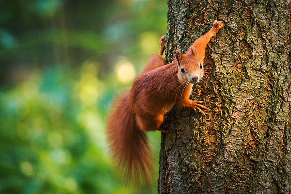 포토 JPG 해외이미지 나무 동물 1 응시 공원 야생동물 겨울 포유류 자연 벽지 생물 털 사람없음 야외 목재 빨간색 초록색 여름 갈색 회색 가을 나뭇가지 황무지 설치류 숲 작음 모피 호기심 꼬리 다람쥐 러시아 솜털 내추럴 시베리아 해외202004 해외포토 식물 시선 계절 공공시설 감정 유럽 컬러 컨셉 재료 크기 생태계 파일형식 이미지허브