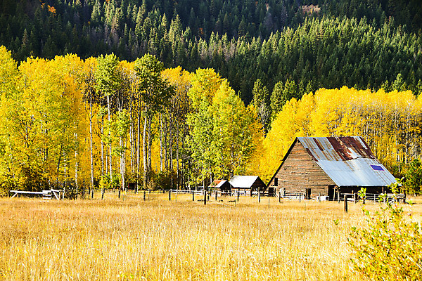 포토 JPG 해외이미지 나무 풍경 사람없음 야외 농장 가을 외양간 워싱턴 해외202004 해외포토 식물 계절 농업 미국 파일형식 이미지허브