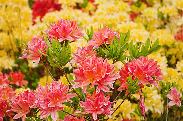 포토 JPG 해외이미지 식물 계절 공원 꽃잎 꽃 잎 꽃무늬 오렌지 사람없음 장식 초록색 햇빛 머리 봄 활발 벚꽃 개화 진달래 관목 원예 내추럴 해외202004 해외포토 나무 공공시설 컬러 컨셉 무늬 과일 취미 신체부위 태양 파일형식 이미지허브