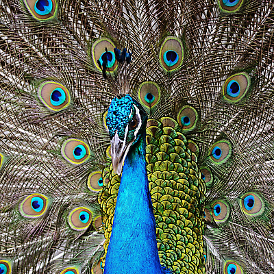 포토 JPG 해외이미지 동물 남자 야생동물 백그라운드 패턴 자연 조류 동물원 사람없음 초록색 파란색 컬러풀 활발 닫기 공작 인도인 깃털 묘사 질감 꼬리 부리 내추럴 해외202004 해외포토 외국인 컬러 컨셉 무늬 모션 사람 동양인 생태계 파일형식 이미지허브