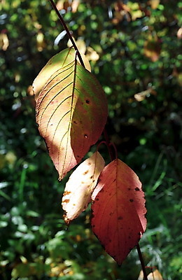 포토 JPG 해외이미지 나무 식물 계절 공원 잎 자연 사람없음 야외 빨간색 초록색 빛 햇빛 노란색 가을 닫기 숲 11월 부드러움 10월 해외202004 해외포토 공공시설 컬러 모션 태양 감각 날짜 생태계 파일형식 이미지허브
