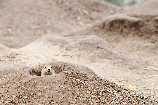 포토 JPG 해외이미지 동물 1 응시 지구 야생동물 겨울 포유류 자연 털 함께함 동물원 씨앗 서기 사람없음 야외 옆모습 빨간색 갈색 검은색 미국 흙 흰색 표현 구멍 개 설치류 먹기 다람쥐 슛 북쪽 내추럴 고립 땅바닥 해외202004 해외포토 식물 시선 계절 뷰포인트 컬러 컨셉 북아메리카 모션 바닥 방향 생태계 파일형식 이미지허브