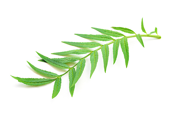 포토 JPG 해외이미지 식물 계절 꽃잎 꽃 백그라운드 잎 꽃무늬 오렌지 자연 사람없음 장식 초록색 여름 컬러풀 노란색 머리 정원 봄 벚꽃 흰색 개화 황금 인도인 꽃집 심볼 싱글 내추럴 고립 해외202004 해외포토 외국인 컬러 무늬 과일 동양인 신체부위 상점 생태계 파일형식 이미지허브