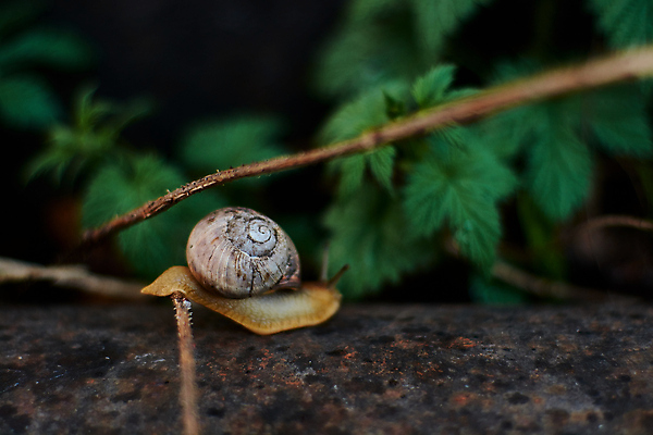 포토 JPG 해외이미지 식물 동물 계절 야생동물 백그라운드 잎 모션 자연 성공 연체동물 나선형 사람없음 야외 물 농장 환경 정원 봄 젖음 껍질 신선 떨어짐 숲 이슬 땅 빗방울 속도 덮기 느림 내추럴 기어가기 동물상 민달팽이 끈적임 해외202004 해외포토 자연요소 컨셉 무늬 농업 무척추동물 조형물 비_날씨 생태계 파일형식 달팽이_동물 이미지허브