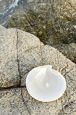 포토 JPG 해외이미지 모래 바다 자연 선물 사람없음 빛 껍질 굴 흰색 행운 고급 우아함 보석 보물 발견 해외202004 해외포토 컬러 컨셉 어패류 광석 생태계 파일형식 이미지허브