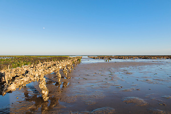 포토 JPG 해외이미지 유럽 음식 바다 섬 농업 풍경 사람없음 물 프랑스 껍질 저녁 썰물 프랑스어 서쪽 수평선 해외202004 해외포토 자연요소 문자 나라 산업 야간 방향 파일형식 이미지허브