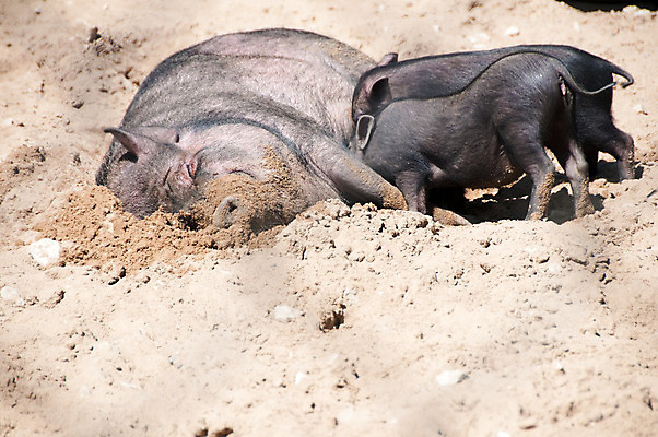 포토 JPG 해외이미지 동물 야생동물 음식 포유류 동물원 돼지고기 사람없음 야외 반려동물 농장 목장 돼지 주식 작음 해외202004 해외포토 농업 육류 금융 크기 파일형식 이미지허브
