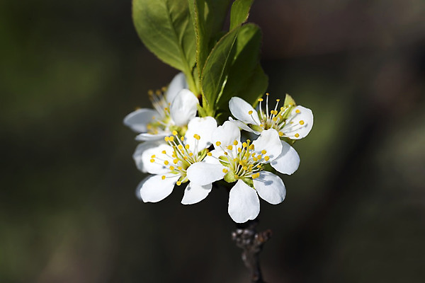 포토 JPG 해외이미지 나무 식물 계절 꽃잎 꽃 잎 꽃무늬 자연 새로움 사람없음 장식 초록색 환경 정원 봄 성장 벚꽃 흰색 나뭇가지 신선 개화 체리 묘사 내추럴 해외202004 해외포토 컬러 컨셉 무늬 과일 생태계 파일형식 이미지허브