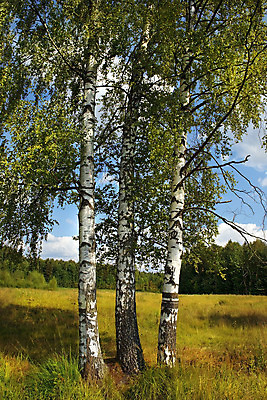 포토 JPG 해외이미지 나무 식물 계절 공원 여행 백그라운드 낙엽 잎 밭 자연 풍경 사람없음 야외 목재 초록색 여름 노란색 환경 맑음 봄 산책 가을 나뭇가지 시골 신선 숲 그림 러시아 나무껍질 자작나무 내추럴 해외202004 해외포토 공공시설 유럽 컬러 농업 재료 날씨 휴식 껍질 생태계 파일형식 이미지허브