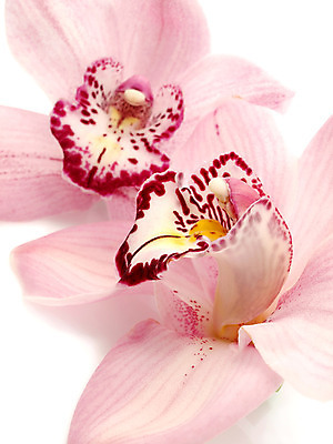 포토 JPG 해외이미지 식물 꽃잎 꽃 화초 줄기 분홍색 꽃다발 백그라운드 꽃무늬 자연 동양인 사람없음 파란색 컬러풀 벚꽃 나뭇가지 개화 난초 열정 나방 내추럴 강렬 고립 단아함 이국적 해외202004 해외포토 나무 감정 컬러 곤충 무늬 인종 생태계 파일형식 이미지허브