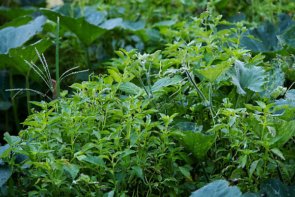 포토 JPG 해외이미지 나무 식물 꽃 아시아 음식 줄기 백그라운드 잎 농업 재료 태국 건강 요리 씨앗 사람없음 초록색 약 스파 흰색 신선 뜨거움 약초 다발 허브 유기농 아로마 신성 향 바질 내추럴 치료제 힌두교 해외202004 해외포토 웰빙 나라 산업 종교 컬러 의학 풀_식물 파일형식 이미지허브