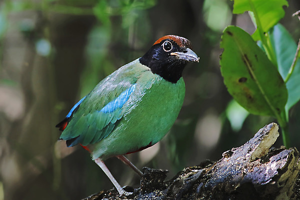 포토 JPG 해외이미지 나무 동물 여자 남자 아시아 얼굴 야생동물 백그라운드 날개 자연 조류 사람없음 야외 목재 가로 초록색 컬러풀 머리 환경 나뭇가지 막대기 닫기 숲 깃털 꼬리 부리 서식지 생태학 이국적 해외202004 해외포토 식물 교육 나라 컬러 재료 모션 사람 신체부위 생태계 파일형식 이미지허브