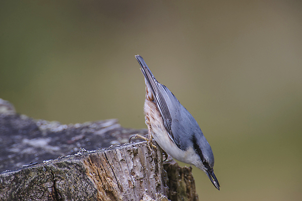 포토 JPG 해외이미지 동물 응시 유럽 야생동물 음식 날개 오렌지 자연 조류 노르웨이 씨앗 서기 사람없음 목재 파란색 빛 컬러풀 숲 작음 깃털 부리 내추럴 해외202004 해외포토 나무 식물 시선 나라 컬러 과일 재료 모션 크기 생태계 파일형식 이미지허브