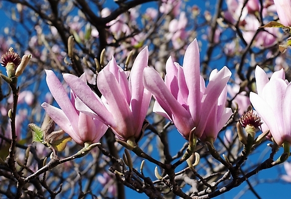 포토 JPG 해외이미지 나무 식물 계절 꽃 분홍색 백그라운드 자연 하늘 부활절 사람없음 정원 봄 벚꽃 흰색 나뭇가지 신선 체리 목련 고립 해외202004 해외포토 기념일 컬러 과일 생태계 파일형식 이미지허브